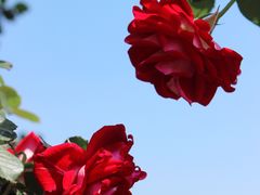 -上海辰山植物园