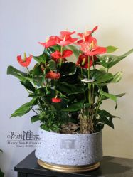 -花落谁家婚礼策划(永安街店)