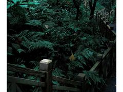 -南宁良凤江国家森林公园