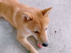 -柴犬高等学院·狗咖·柴犬售卖·宠物训练