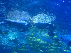 -太平洋海底世界