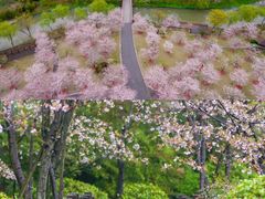 -顾村公园