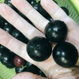 酸酸甜甜的嘉宝果