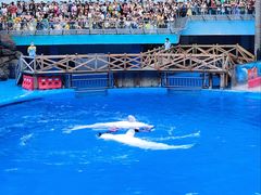 -海合安成都极地海洋公园