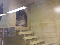 -猫十亿·布偶金渐层·曼基康矮脚猫舍(青年路店)