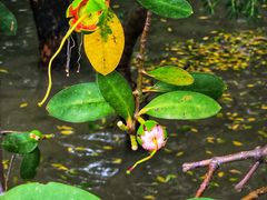 -宝安西湾红树林湿地公园