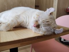 -猫腻·猫咖·撸猫馆(星光大道店)