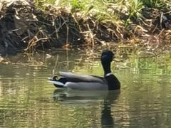 -合肥滨湖国家森林公园