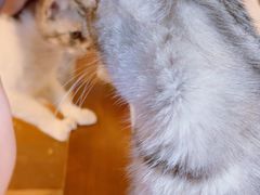 -猫猫幼稚园·撸猫·桌游·电玩