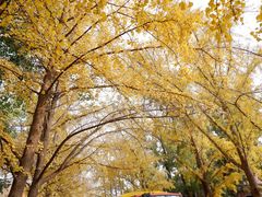 -三里屯东五街银杏大道