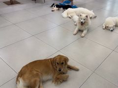 -安格丽娜·狗咖·猫咖羊驼咖(春熙路百盛商场店)