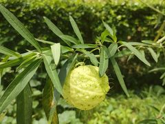 -广州神农草堂中医药博物馆