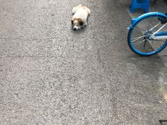 -陶记正宗德州扒鸡(科巷店)