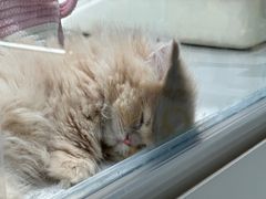 -babydoll猫舍·米努特·德文·缅因(久光中心店)