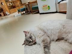 -藏猫猫咖啡主题馆(中央大道店)
