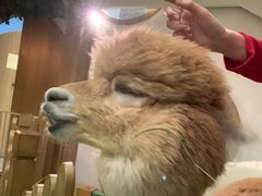 -藦茜花园宠物主题亲子互动体验馆(国顺东路店)