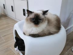 -李小姐の猫咖啡馆(五角场店)