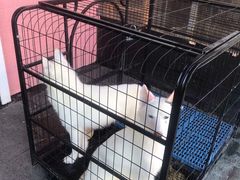 -喵百万·布偶·蓝金金渐层英短·猫舍(百子湾店)