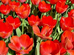 -洛阳郁金香牡丹园