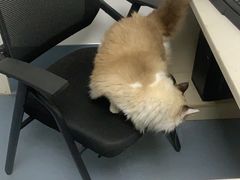 -宠颐生动物医院·猫科·心脏科(海口分院)