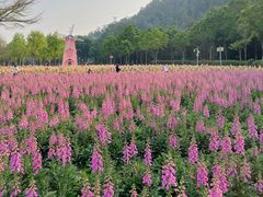 -顺峰山公园