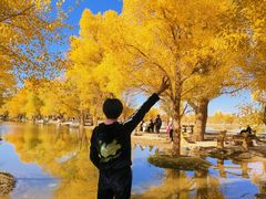 -金塔沙漠胡杨林景区