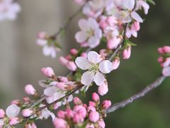 -桃花堤公园