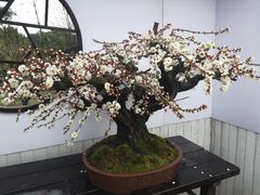 -香雪海