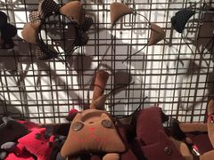 -猫咪博物馆(顶澳仔猫街店)