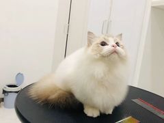 -momokira米努特·德文卷毛猫·棉花面纱犬