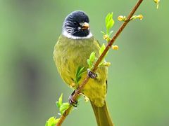 -梧桐山风景名胜区