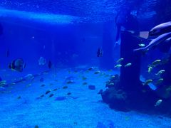 -石家庄海洋公园
