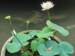 -上海醉白池公园