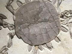 -正佳自然科学博物馆