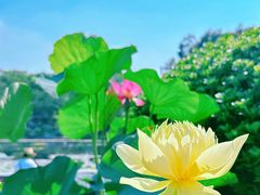 -云溪植物园