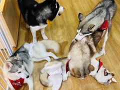 -Husky Go! 哈士奇体验馆·宠物咖啡厅狗咖