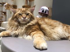 -藏猫猫咖啡主题馆(中央大道店)