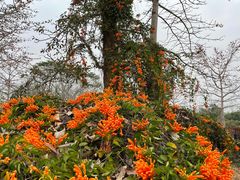-中国科学院西双版纳热带植物园