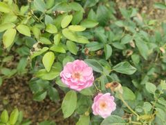 -都江堰玫瑰花溪谷
