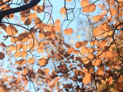 -北京西山国家森林公园