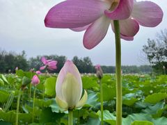 -东郊湿地公园