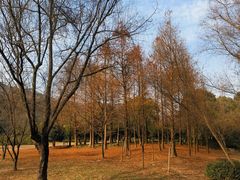 -宝界山林公园