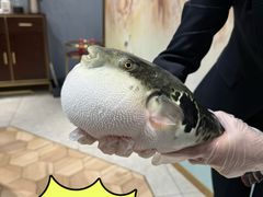 -鲐赏河豚(长寿店)