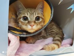 -芭比堂动物医院·犬猫全科·异宠专科(雁塔分院)