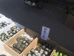 -中环花鸟鱼虫市场