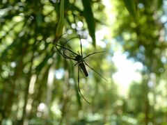 -中国科学院西双版纳热带植物园