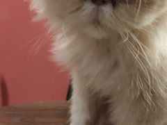 -猫色咖啡·猫咖