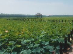 -西青郊野公园