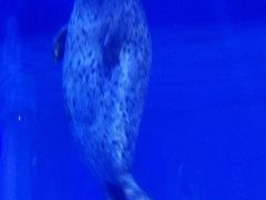 -上海海昌海洋公园-冰山北极馆