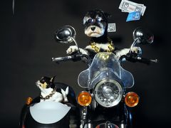 -超宠爱宠物摄影-Super pet